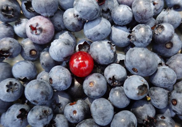 Beeren mit roter Beere