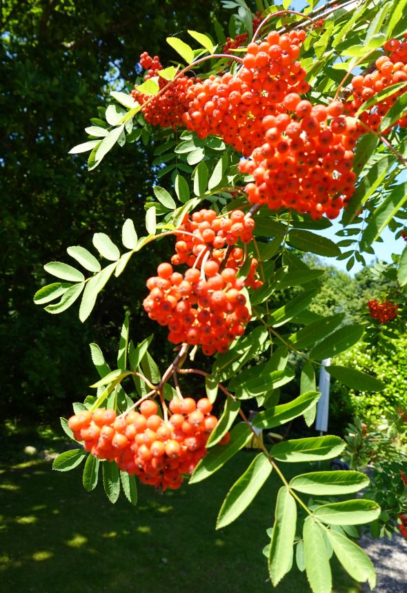 Vogelbeeren
